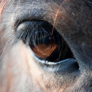 Equine Assisted Growth