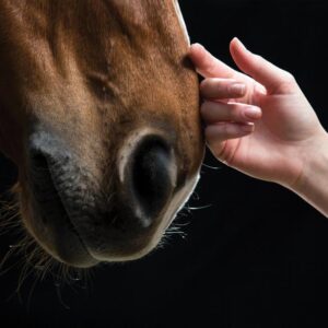 Equine Assisted Growth